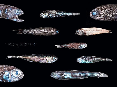 A variety of myctophids, or lantern fish.