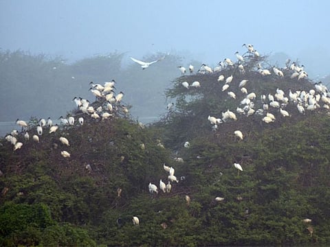 The Vaduvoor lake attracts up to 40,000 birds in peak migratory season between November and February.
