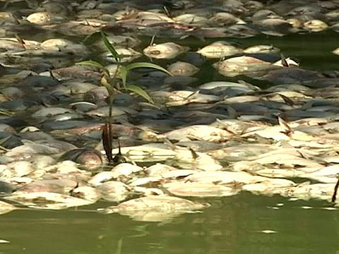 Dead fish on the Darling River in Menindee, Australia. An Australian state government announced plans to mechanically pump oxygen into lakes and rivers after hundreds of thousands of fish have died in heatwave conditions.
