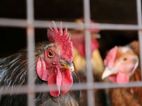 The technology involves genetically modifying egg-laying hens so that, when carrying male embryos, those do not progress and hatch. Illustrative image.