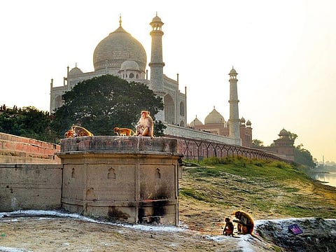 Monkeys gather near the Taj Mahal monument in Agra, Uttar Pradesh.