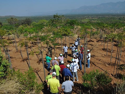Cottonwood, an agrotech company set up by Proscape’s Nasser Ahmad, grows trees on 90 hectares of land in Bengaluru and Cumbum in south India.