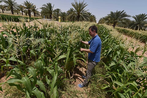 More than 800 farms in Abu Dhabi benefit from the sourcing order from Silal. (Image used for illustrative purposes.)
