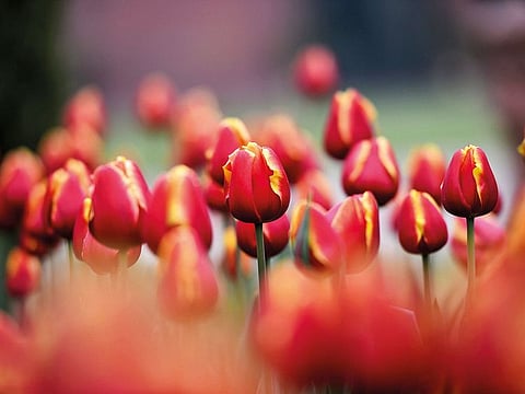 Tulips' petals shining in dew
