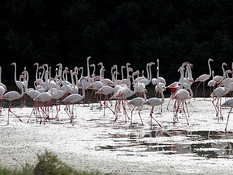 The Environment Agency Abu Dhabi (EAD) announces to conduct the UAE’s largest ever youth survey on climate change ahead of its participation in COP27. Photo of Dubai's Ras Al Khor Wildlife Sanctuary for illustrative purpose only.