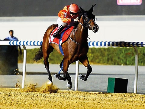 Walking Thunder is looking for a fourth consecutive victory on the Meydan dirt track in today’s UAE 2000 Guineas,.
