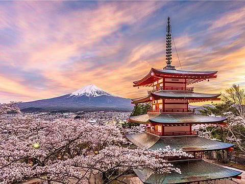 A magnificent view of Mt. Fuji surrounded by beautiful cherry blossoms