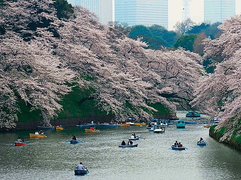 Visitors row boats past cherry blossoms in full bloom in Tokyo in this March 2018 file picture. Cherry blossom season is feverishly anticipated by locals and visitors alike.