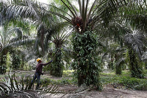 An oil palm plantation.
