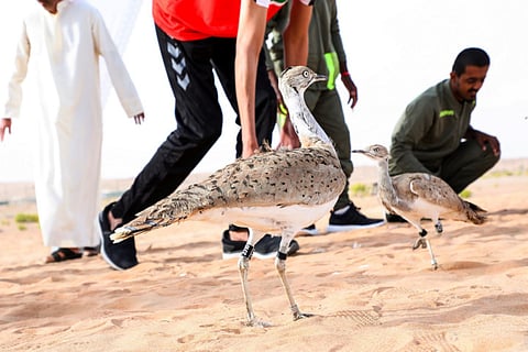 IFHC conservation experts with decades of scientific experience will work jointly with INHF scientists to survey and study the remnant resident population of Houbara bustard in Israel.