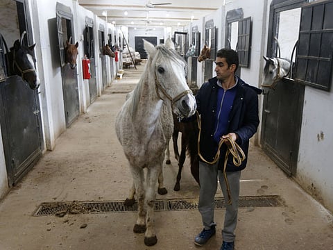 Syrian mare Karen (C), which hails from the Hadbaa Enzahe strain of Arabian purebreds, stands at a stable in the town of Dimas, west of the capital Damascus.