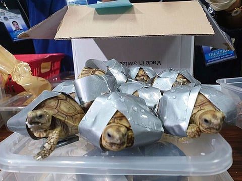 Duct taped turtles are presented to reporters in Manila, Philippines.