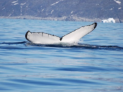 Climate change shakes up Arctic food chain