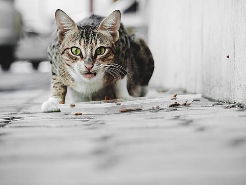 Princess looked startled, then displeased, and then walked away