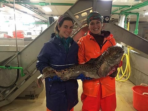 Canadian fisherwoman breaks social stereotypes