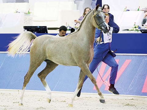 Aryam performs during the Dubai International Arabian Horse Championship at the Dubai Convention Centre.
