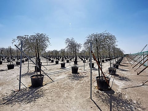 Ghaf trees at the Dubai Expo Nursery on March 20.