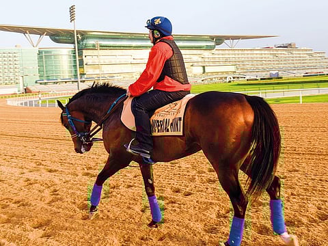 Imperial Hint from USA gearing up for the Dubai Golden Shaheen at Meydan.