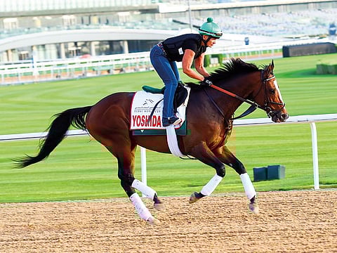 Yoshida, bred in Japan, owned by China Horse Club and trained in USA, gearing up for the Dubai World Cup at Meydan.
