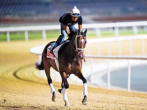 Seeking The Soul seen during morning trackwork at Meydan.