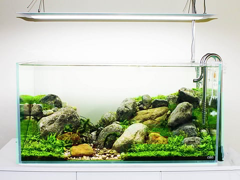 Living aquascapes and timeless vintage hats