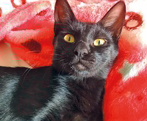 This cat needs a loving home and a family