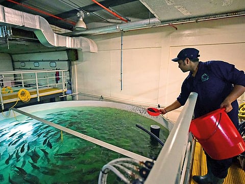Fish Farm LLC is a part of attempts to wean the nation off its dependence on imported food and equip its population with the tools to be agriculturally self-reliant.