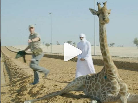 Watch: Shaikh Hamdan’s team helps giraffe run freely