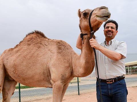Dr Nisar Ahmad Wani with Injaz on her 10th birthday. Below: Dr Wani with Injaz on April 8, 2009. She was created from cells harvested from the ovary of a female camel got from an abattoir.