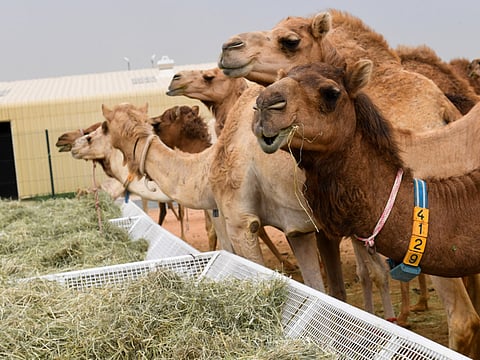 Authorities in a central Saudi region have stopped a festival for camels over organisers’ failure to comply with precautions to curb the spread of the novel coronavirus.