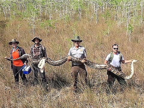 A team of hunters with the Big Cypress National Preserve holding a female python measuring over 17 feet in length and weighing 140 pounds.