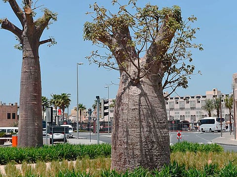 An expert from Dubai Municipality said that these trees spotted in Al Seef heritage district may be the biggest and most famous of Madagascar’s six species of baobabs.