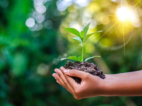 Earth Day In the hands of trees growing seedlings. Bokeh green Background Female hand holding tree on nature field grass Forest conservation concept