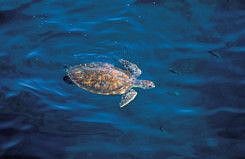 A Hawksbill turtle in Abu Dhabi waters. EAD's participation in the forthcoming edition of Adihex 2021 will be marked by its focus on the vision for the environment for the next 50 years.