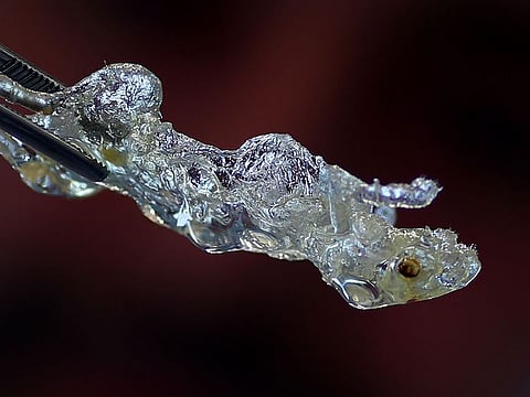 A transparent mouse is pictured at the laboratory of Dr. Ali Ertuerk, Group Leader at the Institute for Stroke and Dementia Research (ISD) at the Ludwig Maximillian's University, in Munich, Germany April 23, 2019.