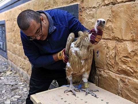 Hisham Al Hoot, Yemeni representative of Wild Fauna and Flora (FWFF), inspects Bulgarian Griffon vulture Nelson in the Yemeni capital Sanaa on April 23, 2019