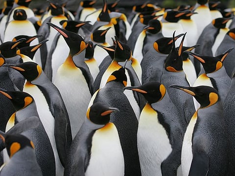 File photo: A colony of King penguins is pictured on Possession Island in the Crozet archipelago in the Austral seas.