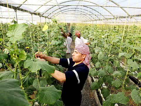 A worker at a cucumber farm in Dhaid. Number of farms in the country has increased over the years and residents are more inclined to buy local produce.