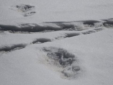 In a tweet accompanied by pictures, the Indian army said it had sighted footprints measuring 32 by 15 inches (81 by 38 cm) close to a camp near Mount Makalu on April 9.