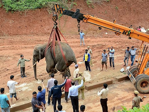 A tranquilized wild Indian elephant is lifted up with a crane as it is transported to the Amchang Wildlife Sanctuary after it wandered into a residential area in Sonapur, in Kamrup district in India's northeastern state of Assam on May 1, 2019.