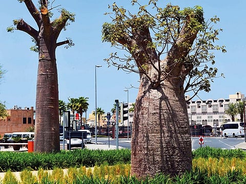Newly planted baobab trees at an Al Seef Area roundabout.