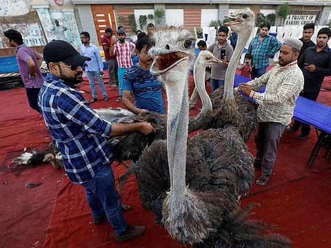 Volunteers control ostriches before slaughtering them to prepare charity food, for the first day of the fasting month of Ramadan, in Karachi, Pakistan.