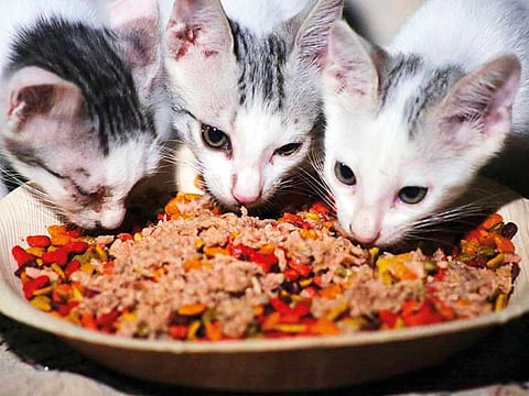 Feeding stations are expected to help implement a proper mechanism for feeding the hundreds of stray cats in the city.