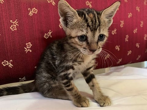 Save an animal: These cats need saving