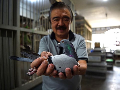 Jaime Lim, one of the Philippines' best-known pigeon fanciers, shows one of his racing pigeons at his home in Manila.