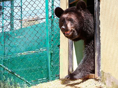 For more than a year after being moved to a Jordanian wildlife reserve from war-hit Syria, the bears Loz and Sukkar cowered when they heard a plane go by fearing bombardment.