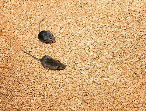 When mice run in your hair