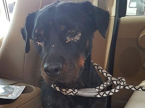 Milly, a heavily-scarred Rottweiler pup found in the desert near Barracuda Beach Resort in Umm Al Quwain late last month.