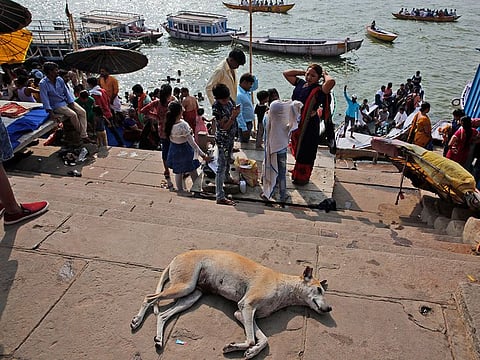 A stray dog rests as Indians take a dip in the river Ganges in Varanasi, India.