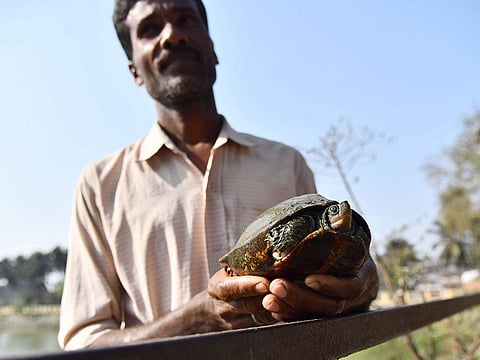 Turtle caretaker Pranab Malakar holds a turtle near the pond at Hayagriva Madhava temple in Hajo, some 35 kms from Guwahati, the capital city of India's northeastern state of Assam.